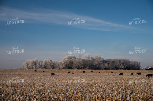 Cattle in Corn Stalks 76054