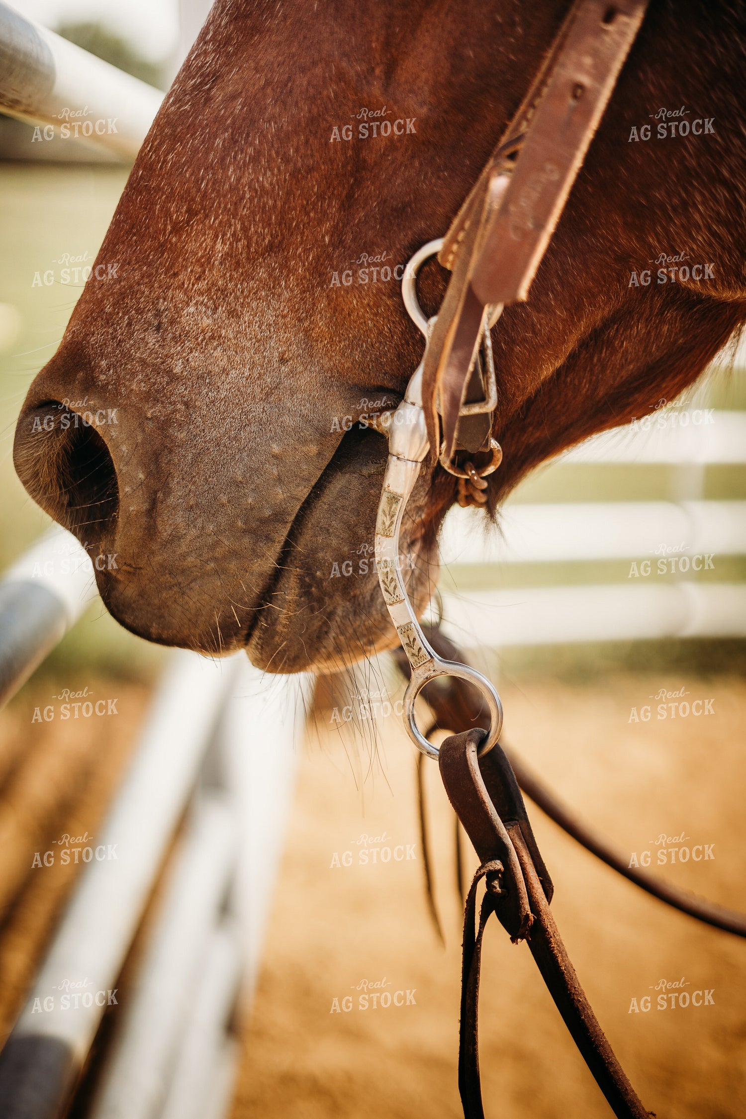 Horse Close Up 281096