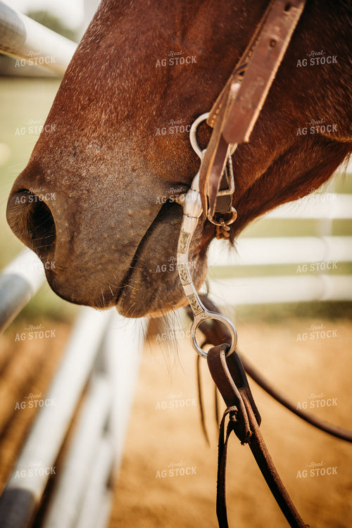 Horse Close Up 281096