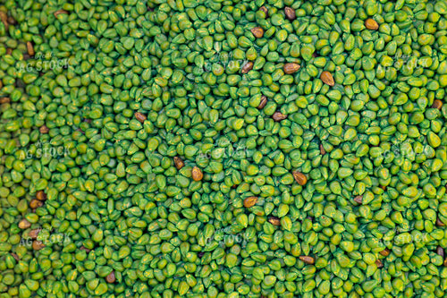 Treated Corn Seed 52375