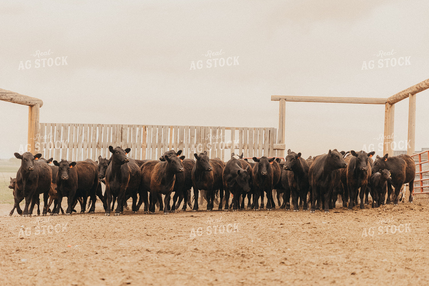 Cattle in Feedyard 61132