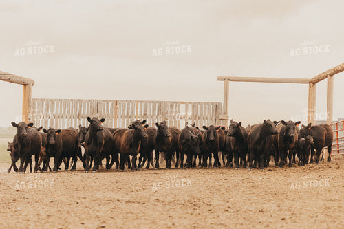Cattle in Feedyard 61132