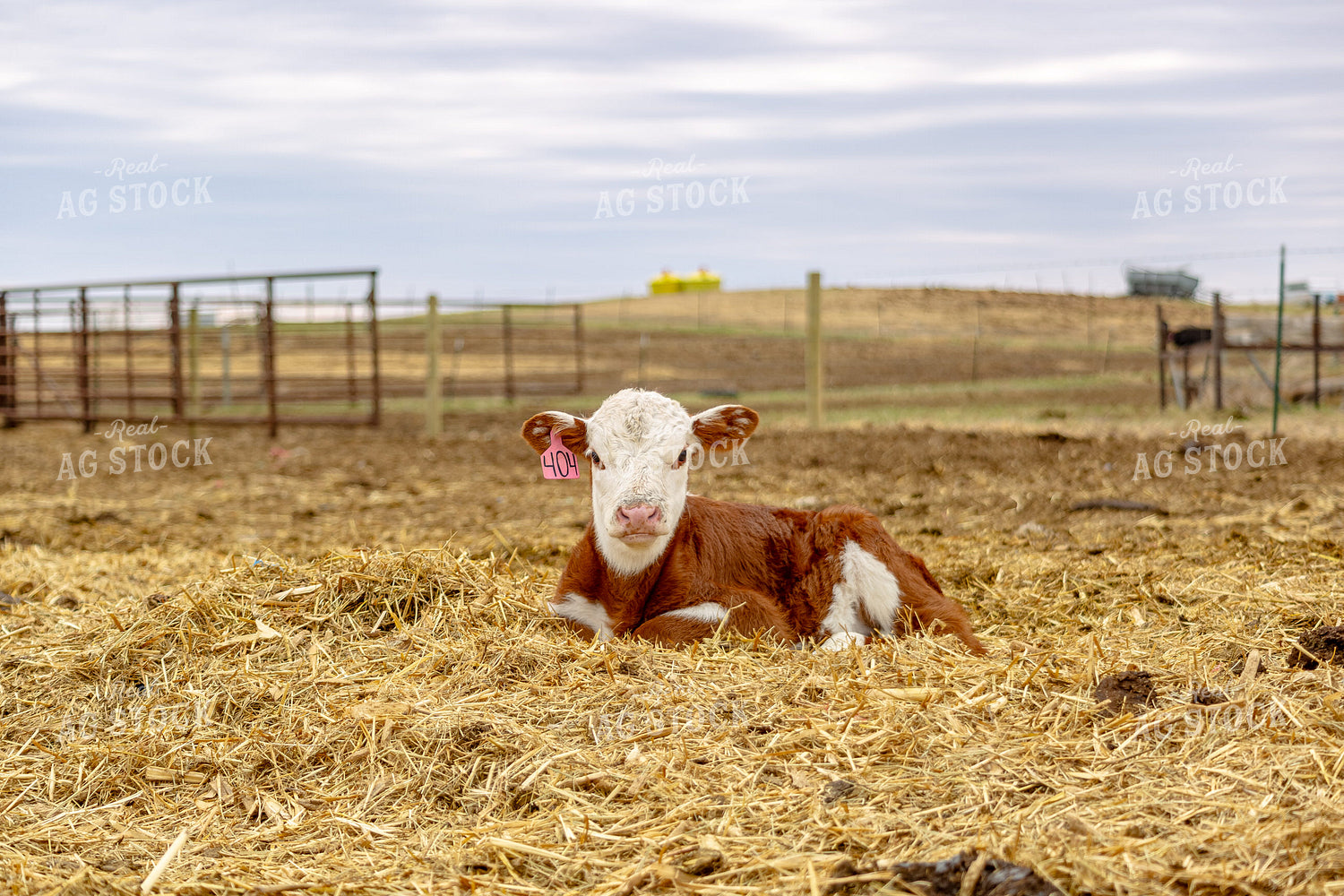 Hereford Calf 155714