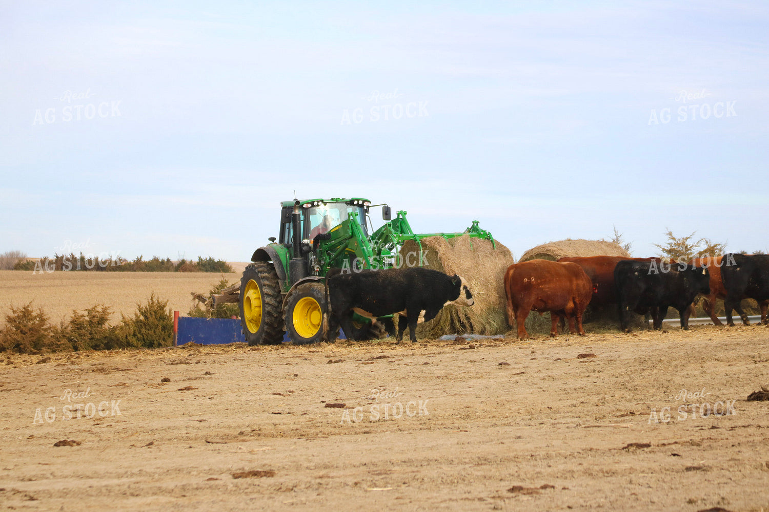 Feeding Cattle 82194