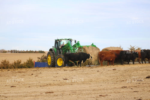 Feeding Cattle 82194