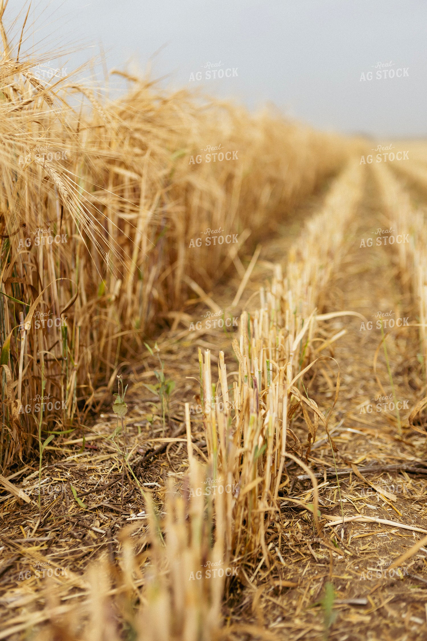 Cut Wheat Row 187244