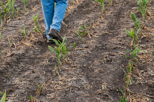 Farmer Checking Hail and Wind Damaged Corn 67521