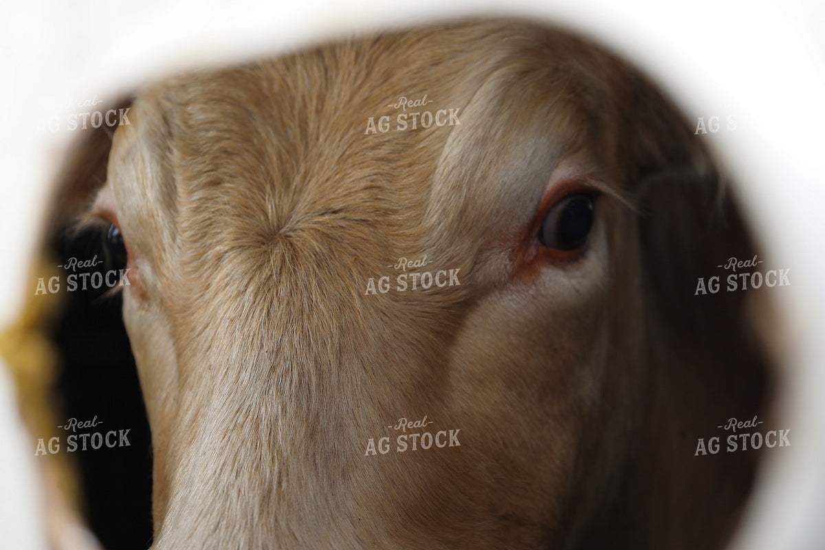 Cattle in Livestock Trailer Close Up 141817