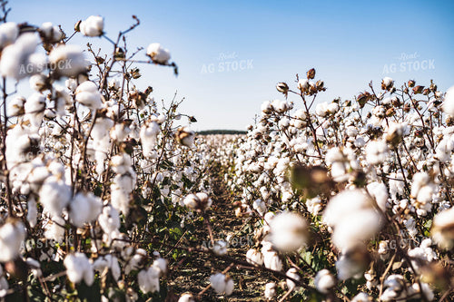 Rows of Cotton 91023