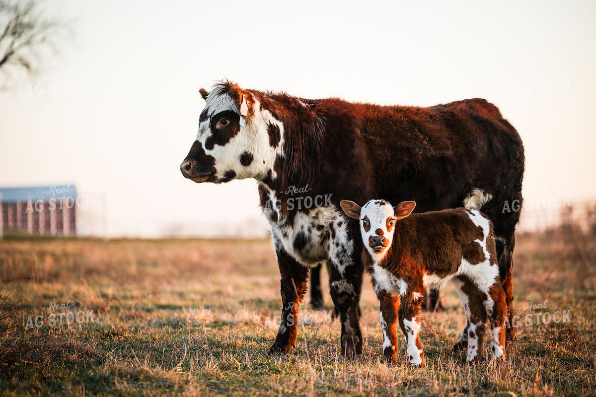 Crossbred Cow-Calf Pair Standing in Pasture at Sunset 404004
