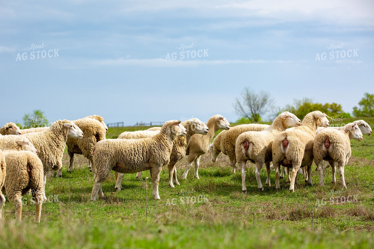 Dorper Ewes in Pasture 134023