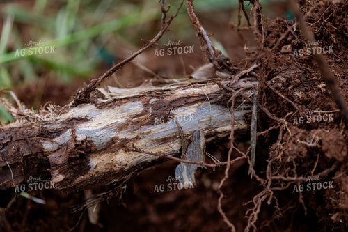Roots in Vineyard Grape Production 107059