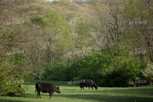 Cattle 1620