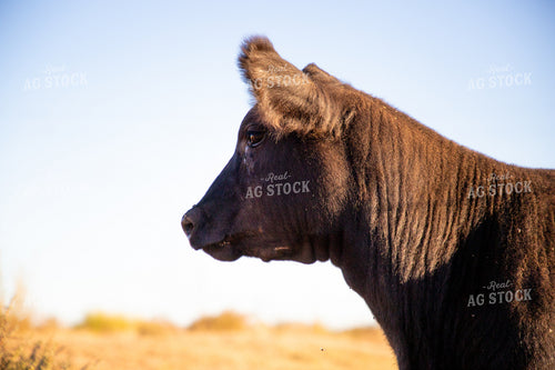 Angus Cow 208032