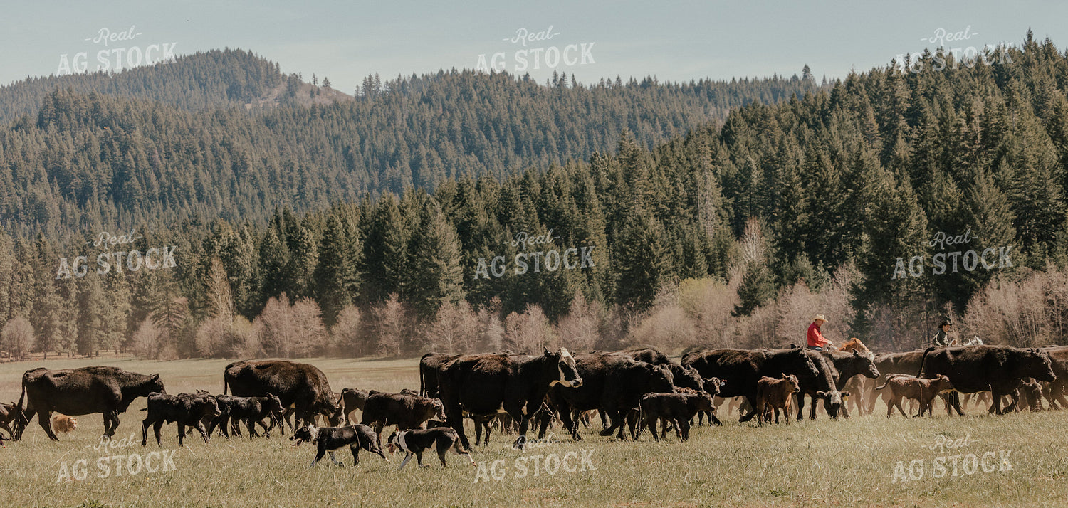 Rancher on Horseback with Cows and Calves 66021