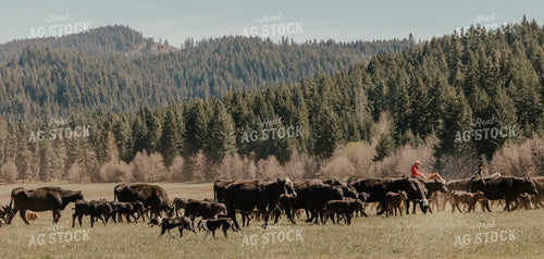 Rancher on Horseback with Cows and Calves 66021