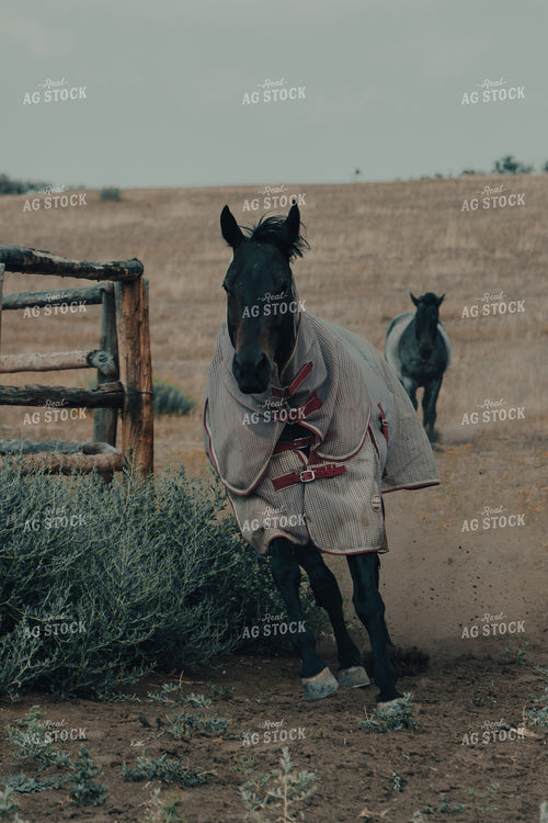 Ranch Horse 58169