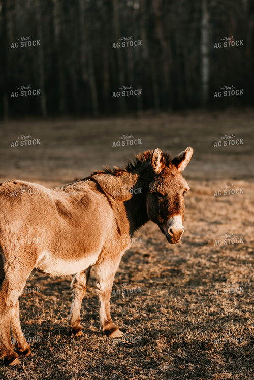 Donkey in Woods 64184