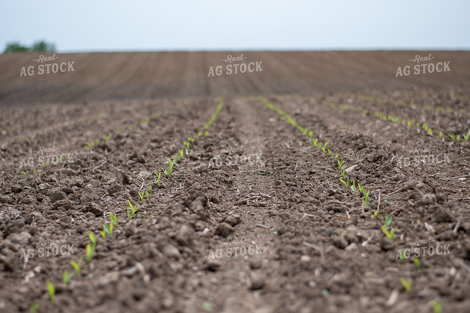 Corn Emerges from the Soil 50372