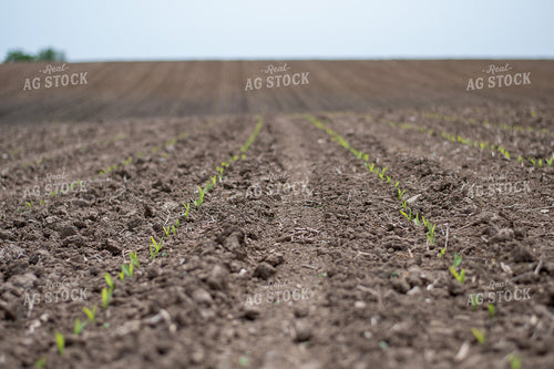 Corn Emerges from the Soil 50372