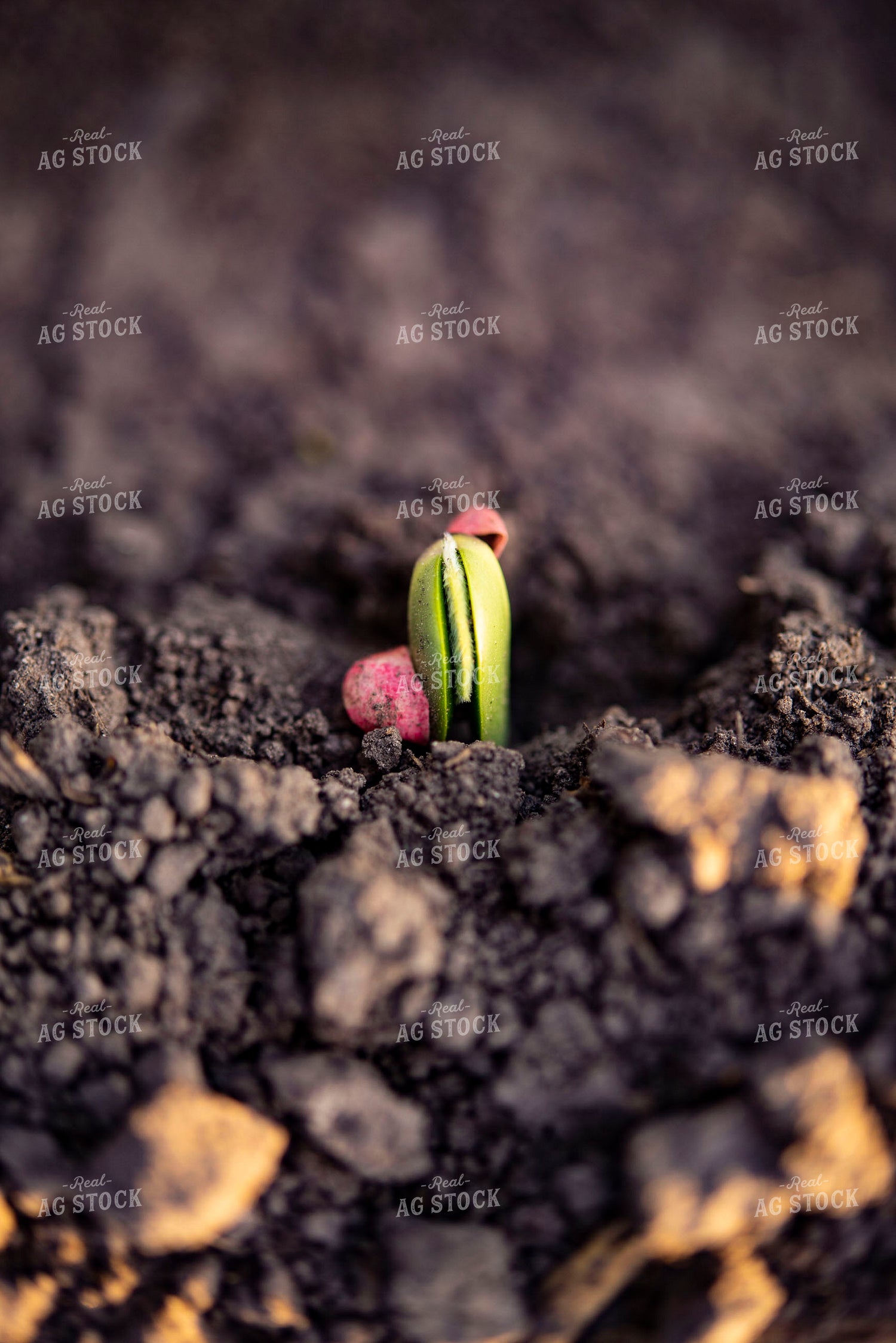 Soybean Emerges from Ground with Seed Coat Remaining 136015