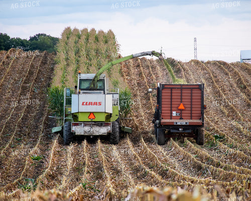 Silage Harvest 50248