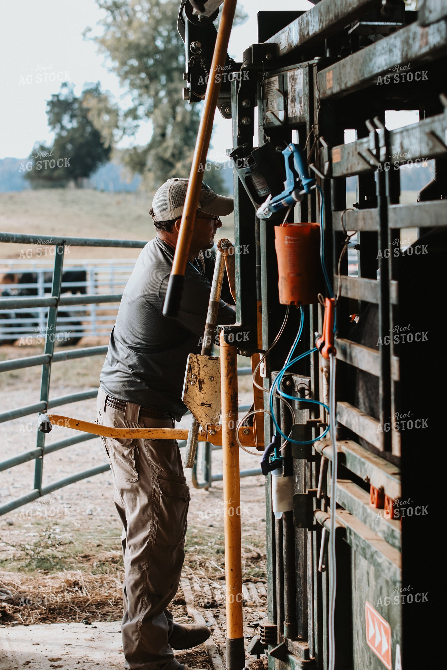 Farmer Working Cattle 220035