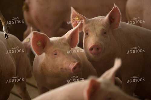 Pigs in Barn 3863