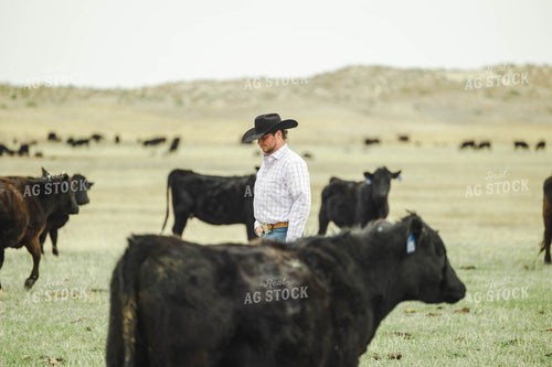 Rancher in Pasture with Cattle 114063
