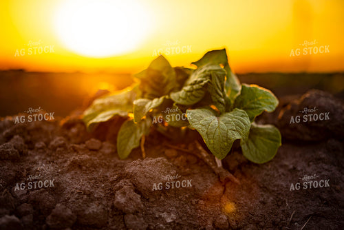 Irish White Potato Plant 136026