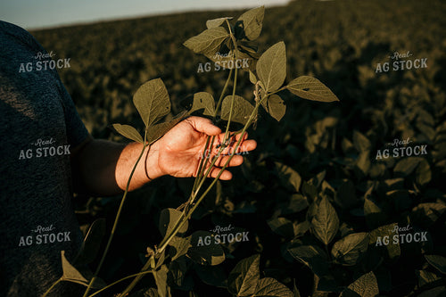Farmer in Soybean Field Counting Pods 3174