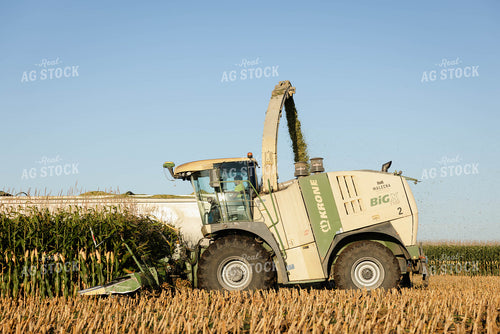 Chopping Corn Silage 152994