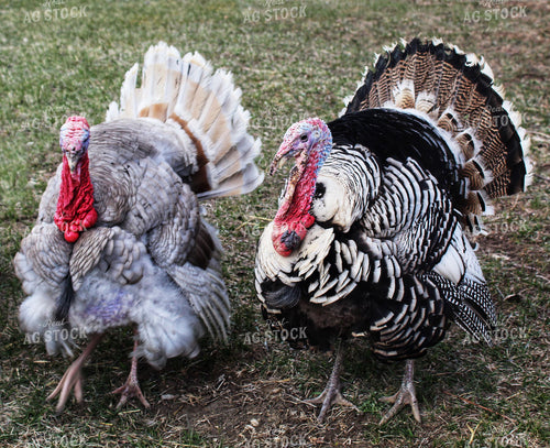 Turkeys 141229