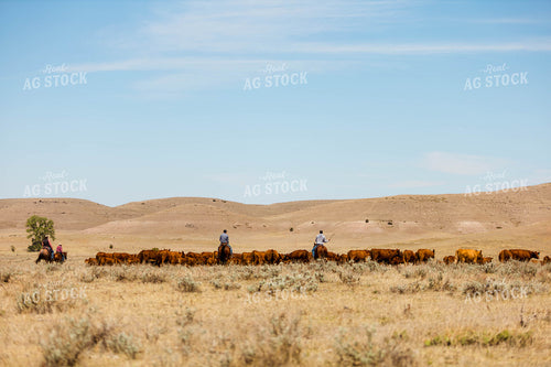 Ranchers Gathering Cattle on Horseback 97202