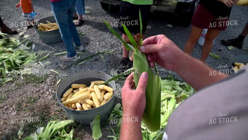 Family Shucking Sweet Corn - 267