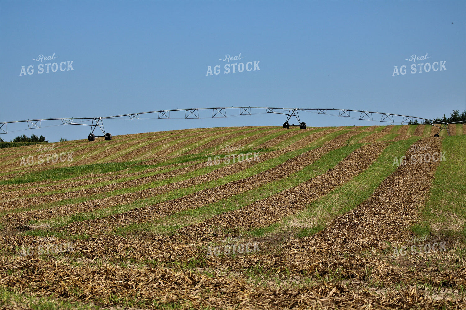 Irrigated Wheat Field 82113