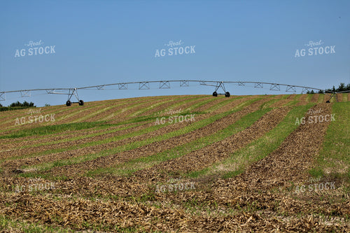 Irrigated Wheat Field 82113