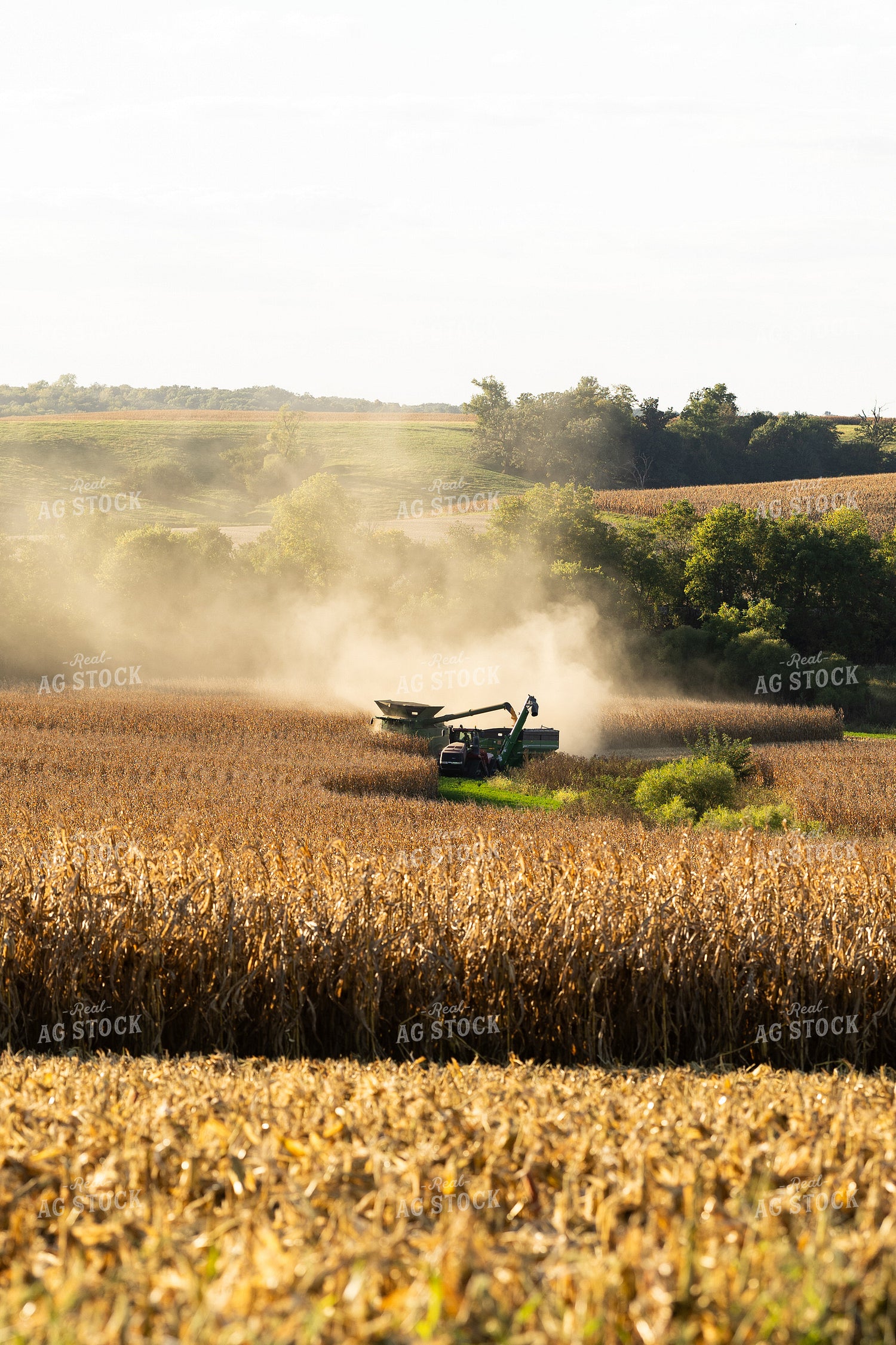Corn Harvest 215140