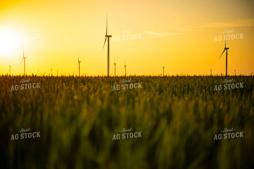 Wind Turbines at Sunset in Growing Wheat Field in Foreground 136021
