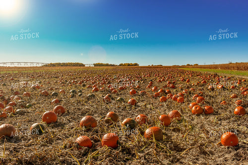Pumpkins 156089