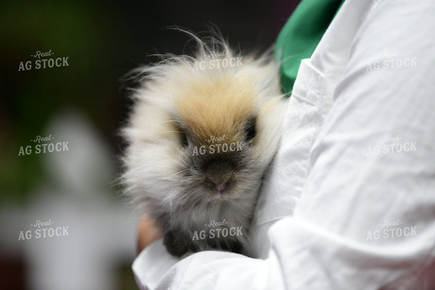 Rabbit and Cavy Showing 107008