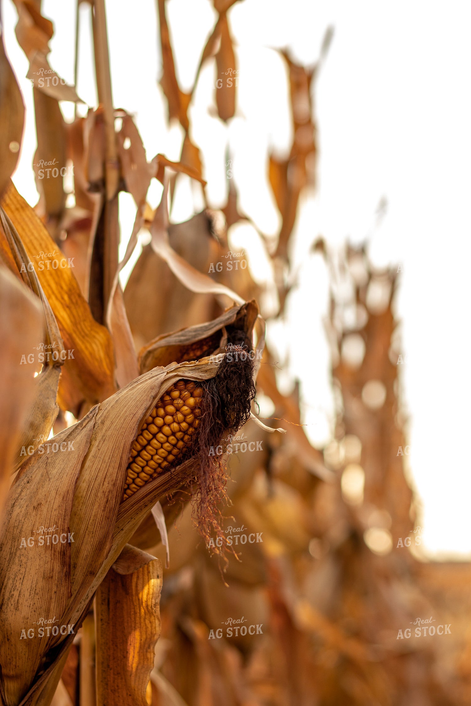 Dried Corn Field 67169