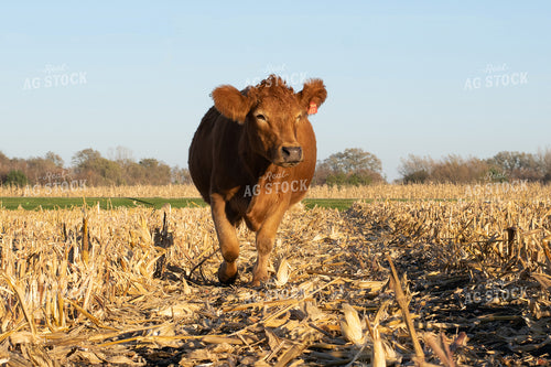Cow in Cornstalks 50003