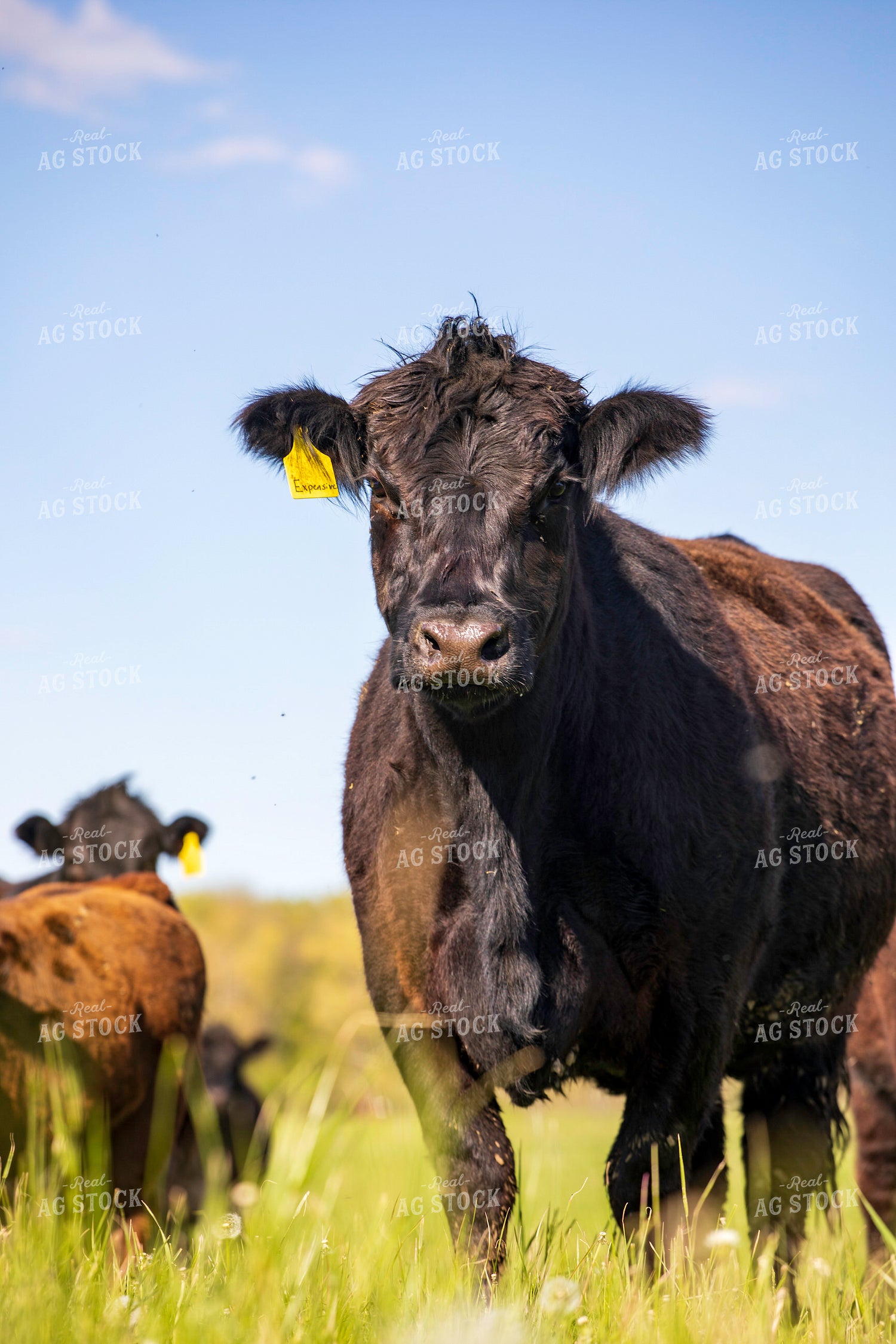 Angus Cattle on Pasture 160390