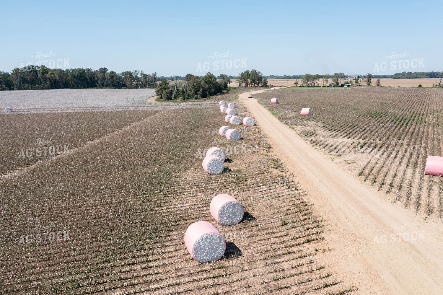 Cotton Bales 79399