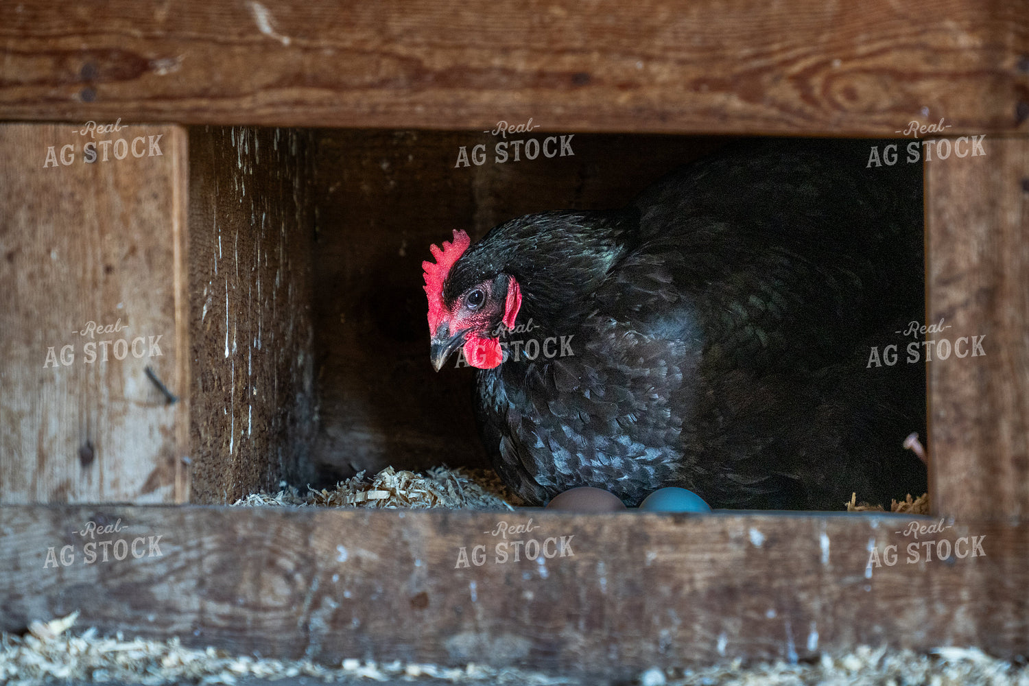 Black Hen Nesting with Eggs in a Rustic Wooden Nest Box 65312