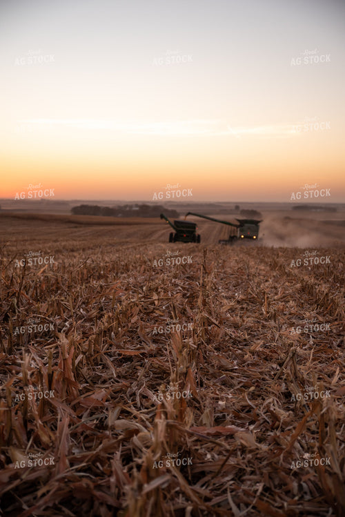 Corn Harvest 76306
