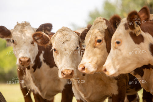 Hereford Cattle 99037
