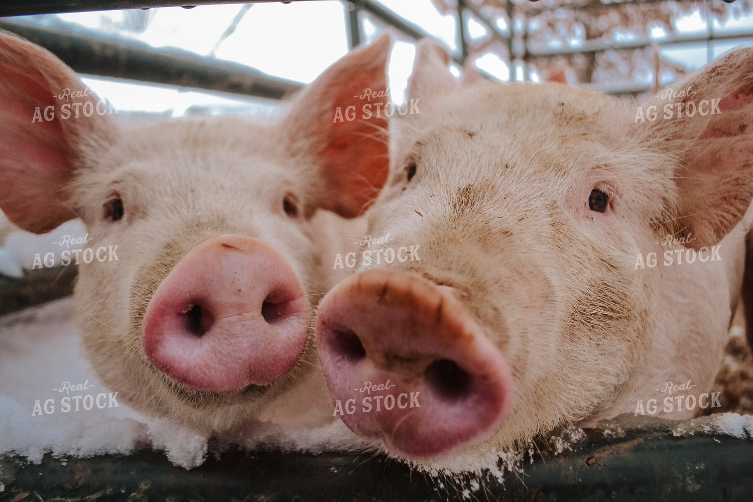 Pigs in Pens 125079