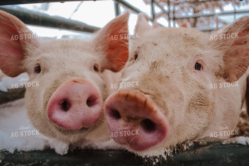 Pigs in Pens 125079